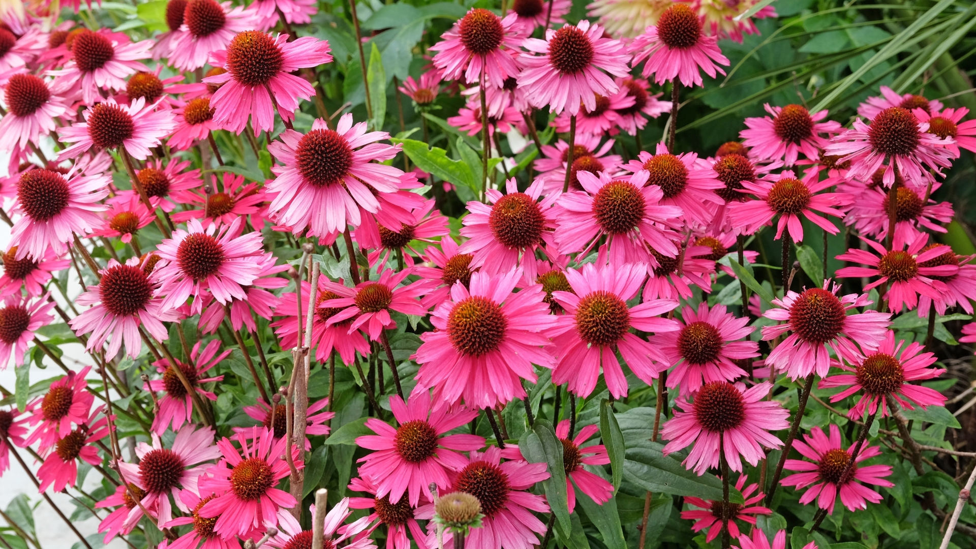 pink coneflowers