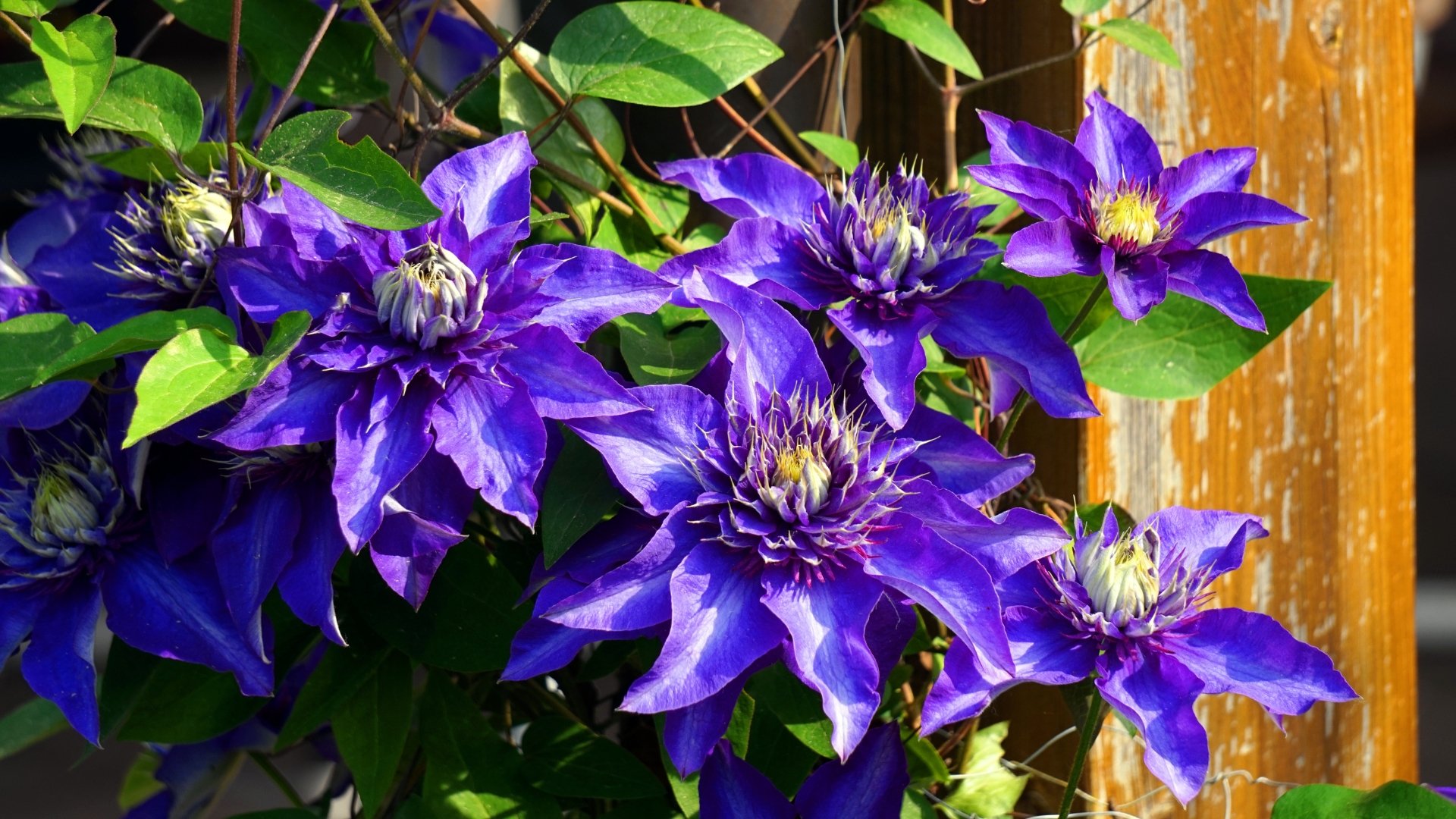 purple Clematis flower