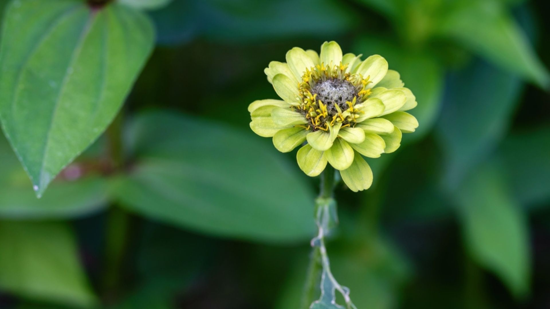 18 Green Flowers To Grow In Your Garden