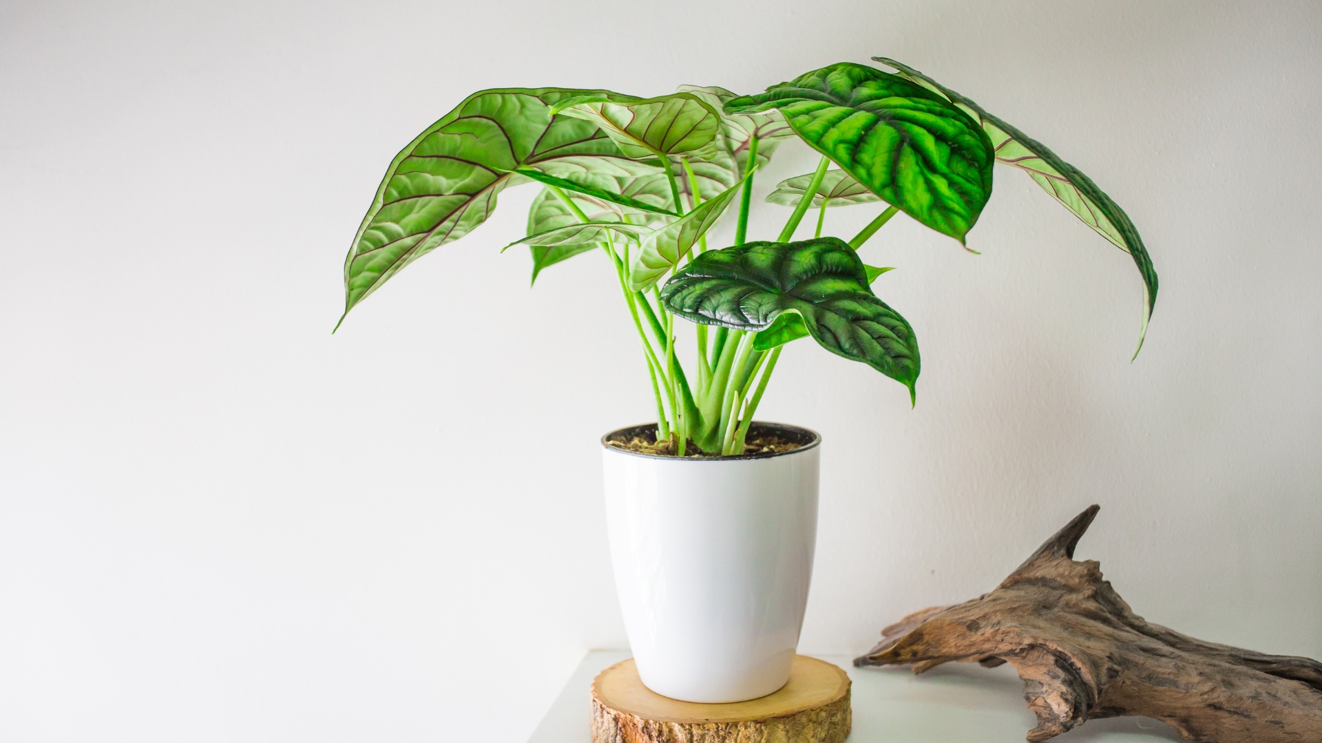 20 Alocasia Varieties That Bring Bold Style to Any Home