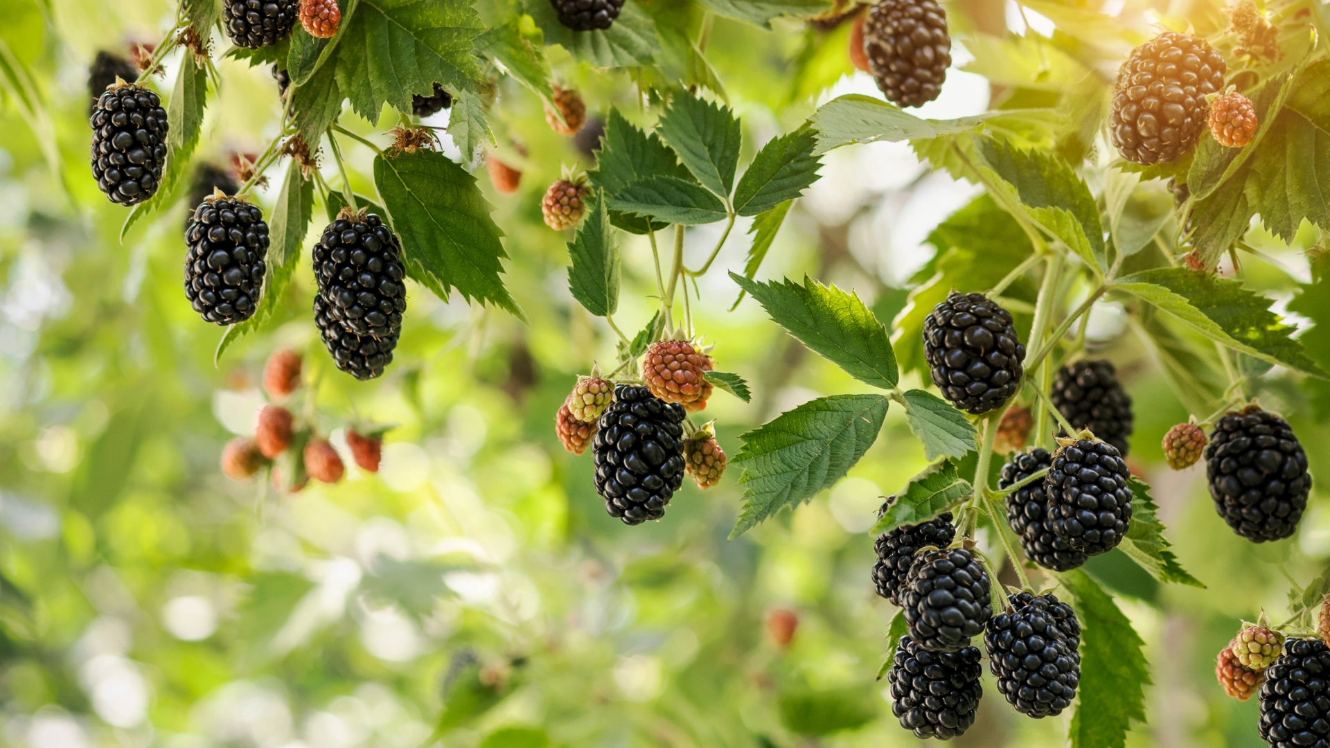 20 Avoidable Errors That’ll Save Your Blackberries In The Garden