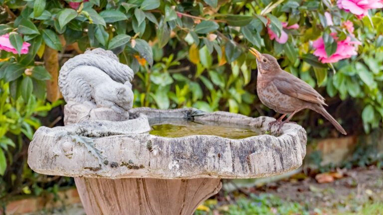 Female black bird (Turdus merula) enjoying a drink from an ornate concrete bird bath in a British garden