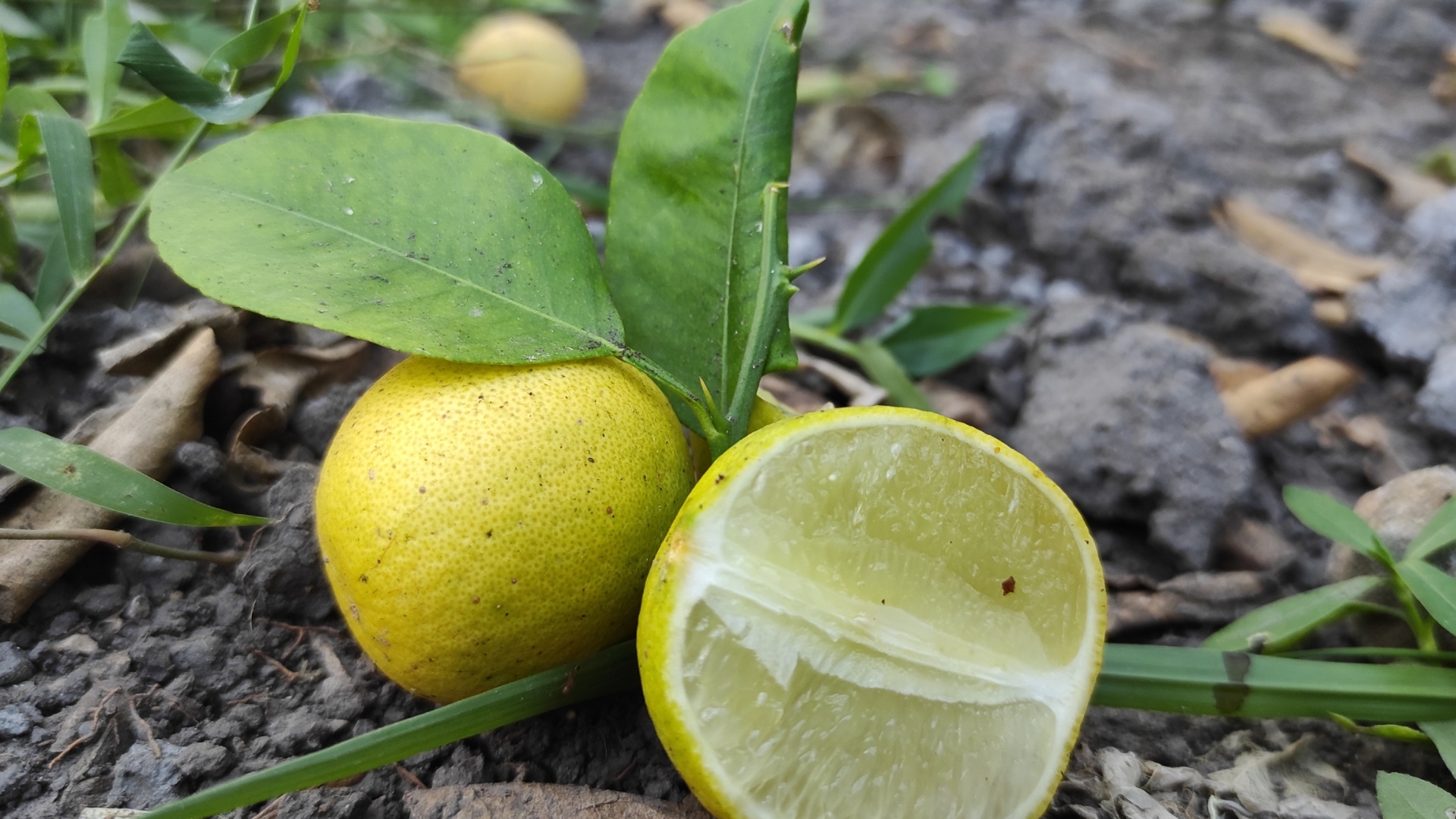 Juiced oranges or lemons in the garden that have fallen to the ground