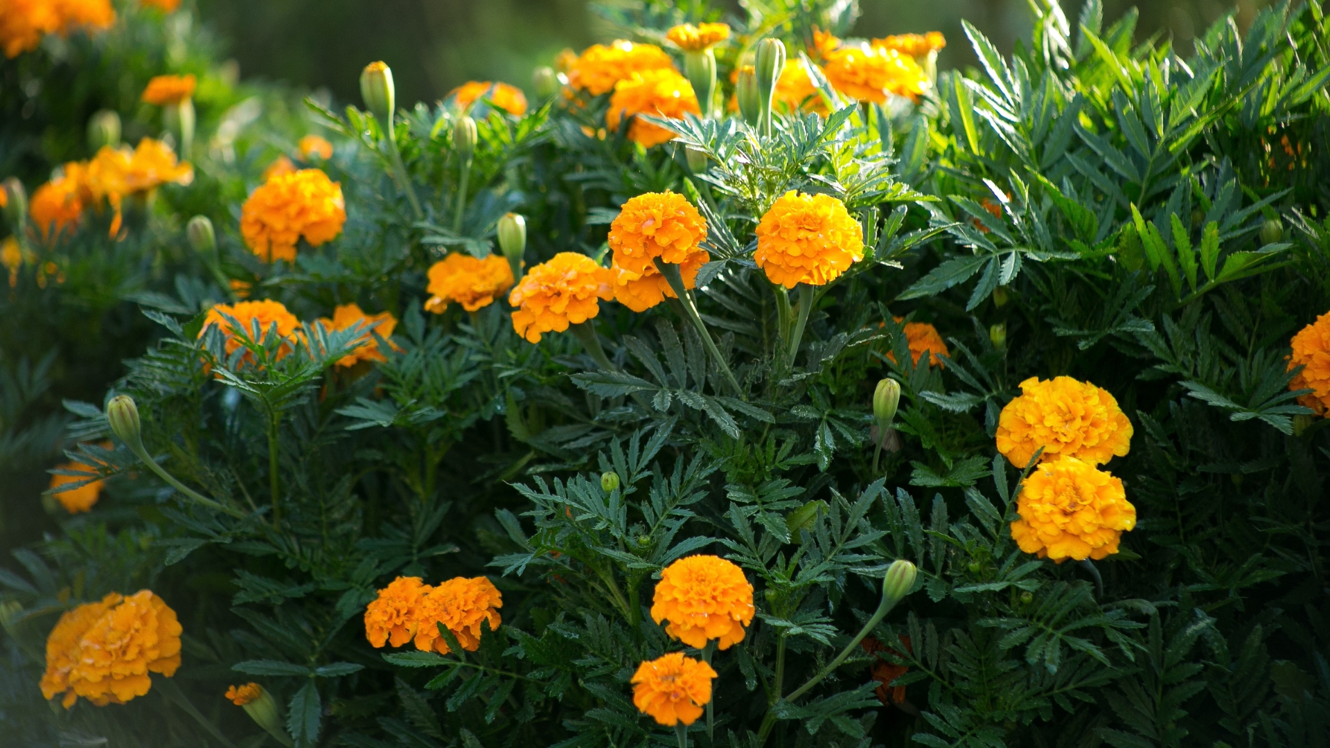 Fine wild growing flower marigold calendula on background meadow, photo consisting from wild growing flower marigold calendula to grass meadow, wild growing flower marigold calendula at herb meadow