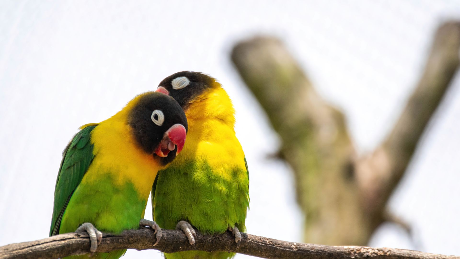 20 Common Mistakes To Avoid When Attracting Lovebirds To Your Garden