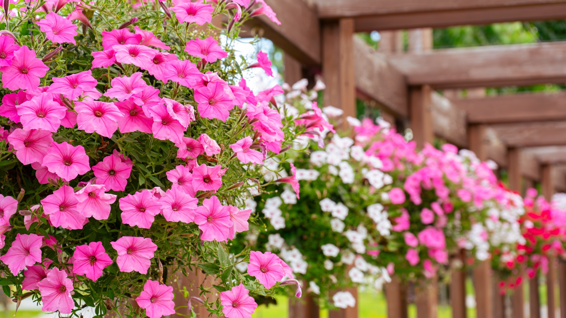 Flower pots with colorful petunia outdoor, floral street decor in public place.