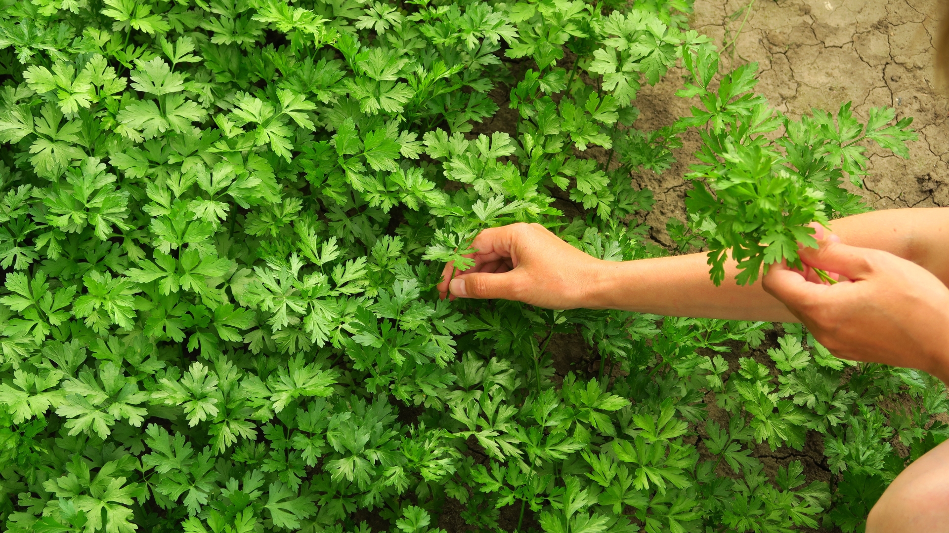 a woman collects parsley in the garden