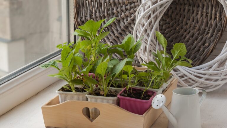 Young aster flower seedlings on the window