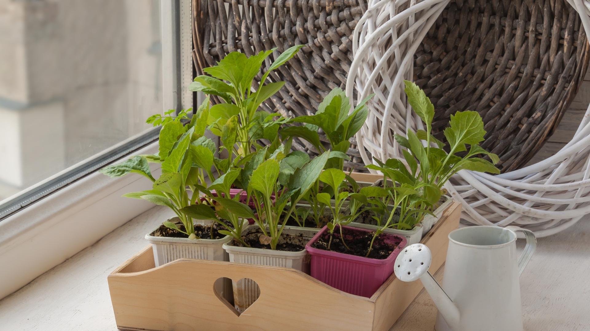 20 Essential Tips for Growing Vegetables Indoors Successfully