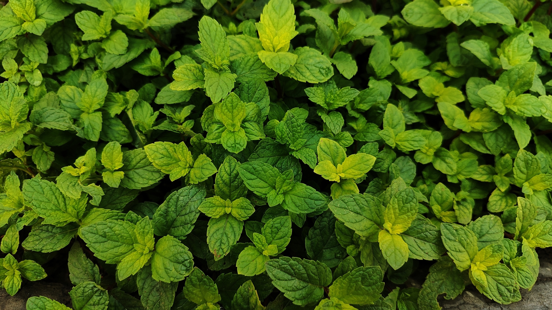 Green and fresh Mint Plant Grow Background. Fresh mint leaf on green background.