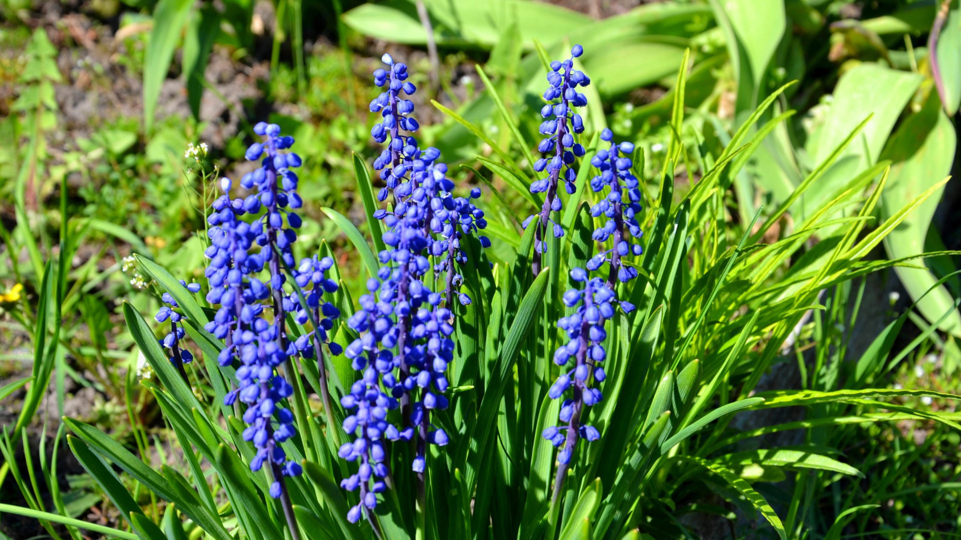 Flower background.