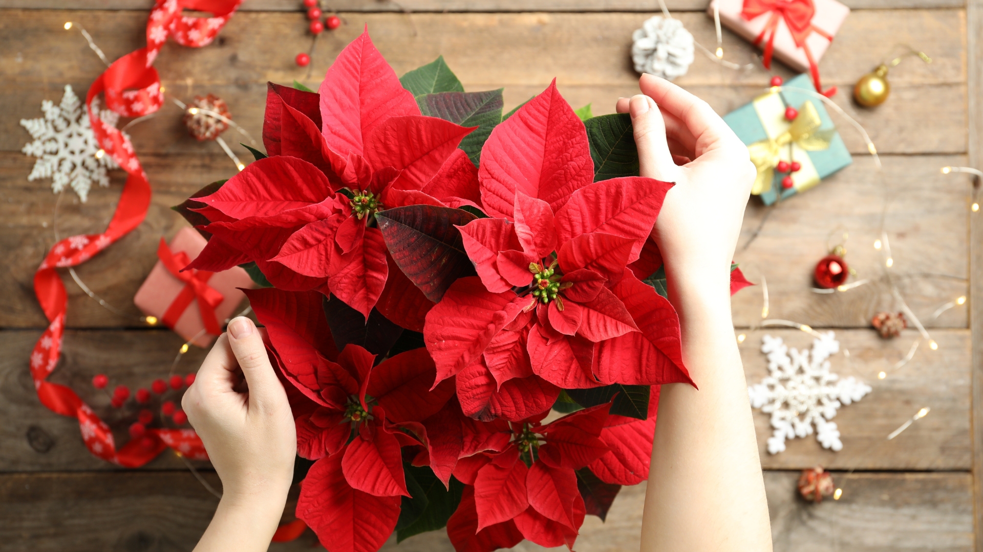 20 Fascinating Poinsettia Facts You Should Know