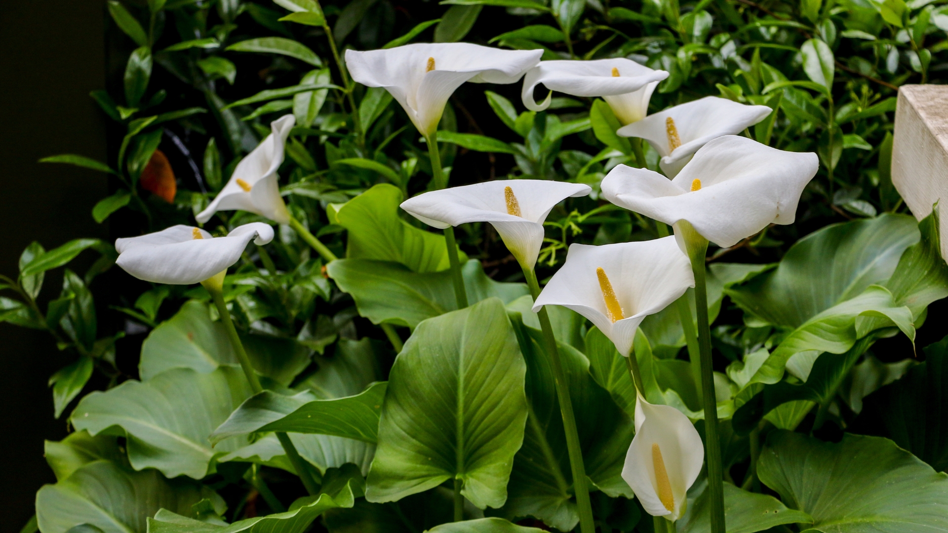 Large flawless white Calla lilies flowers, Zantedeschia aethiopica, with a bright yellow spadix in the center of each flower.