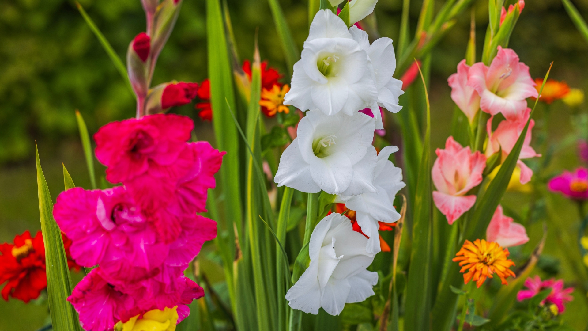 Beautiful view of colorful flowers gladiolus in outdoor garden bed in garden.