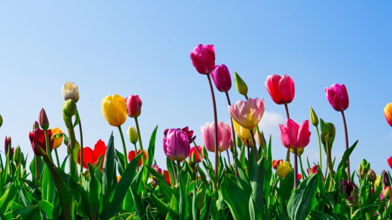 A stunning shot of a field of tulips in full bloom with various colors like pink, purple, yellow, and red against lush green foliage and a bright blue sky.