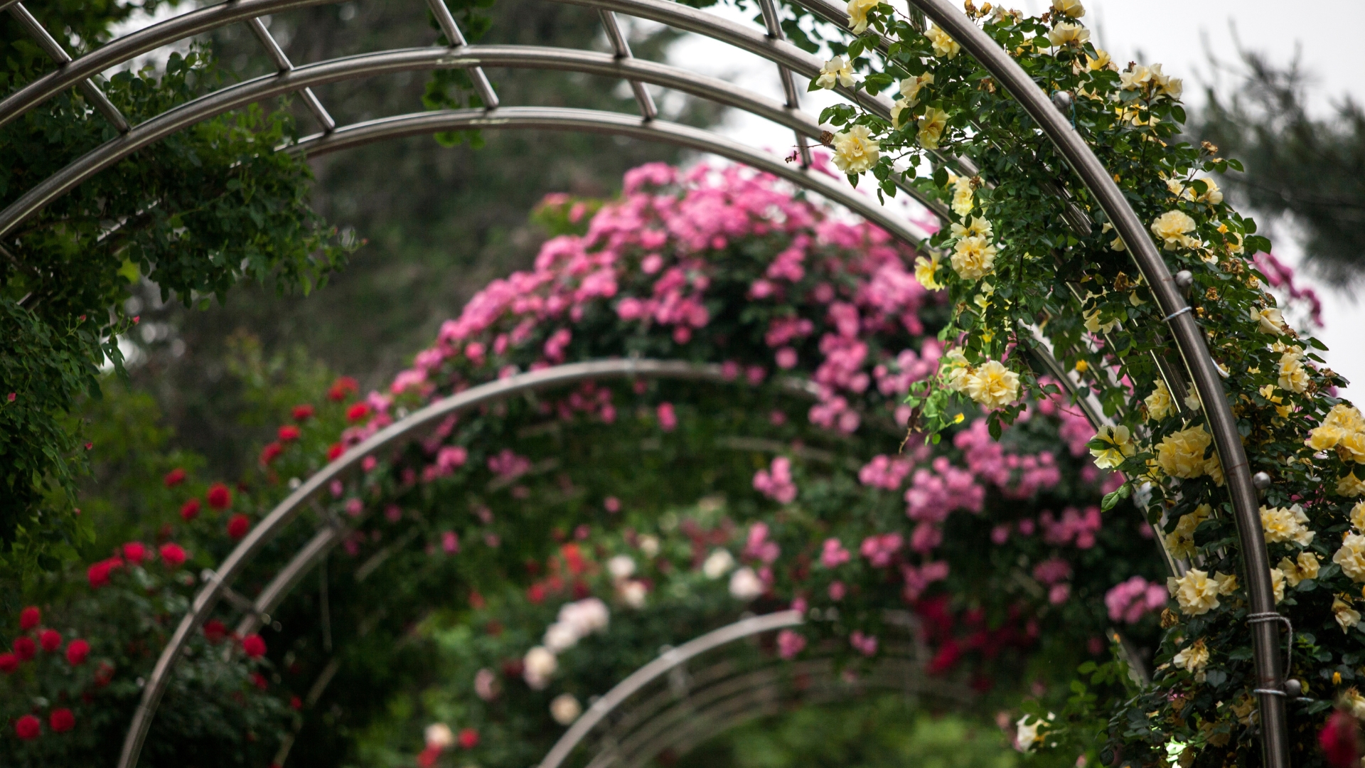 20 Garden Arches That Will Transform Your Backyard Into a Beautiful Oasis