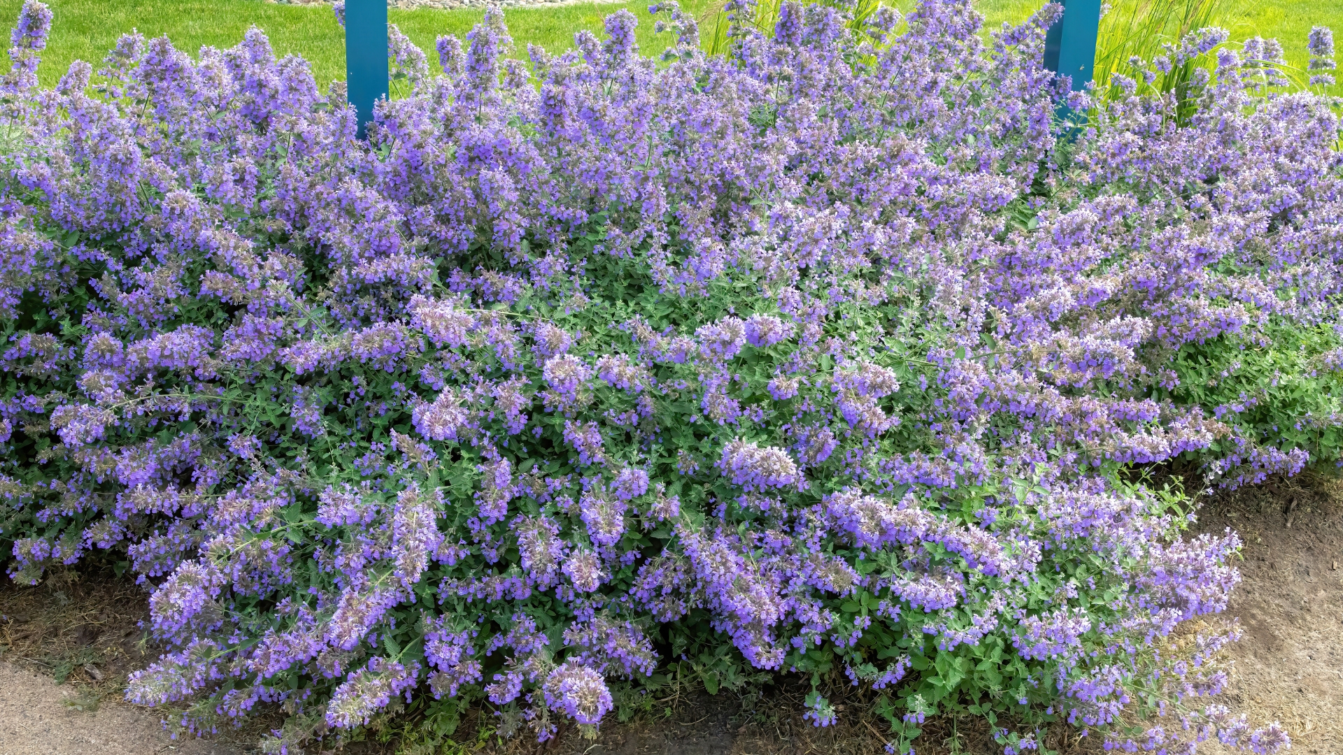 lavender in container.