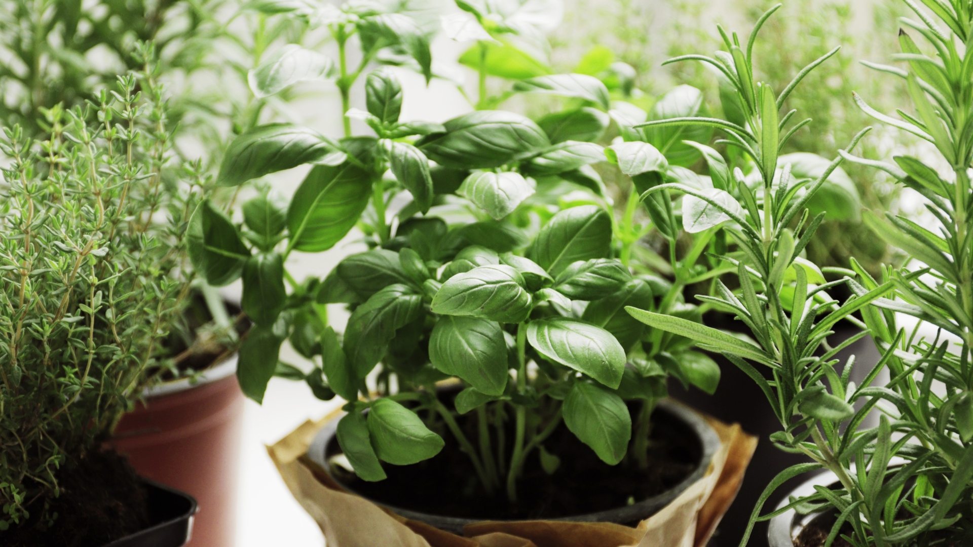 fresh herbs in garden pots on the windowsill