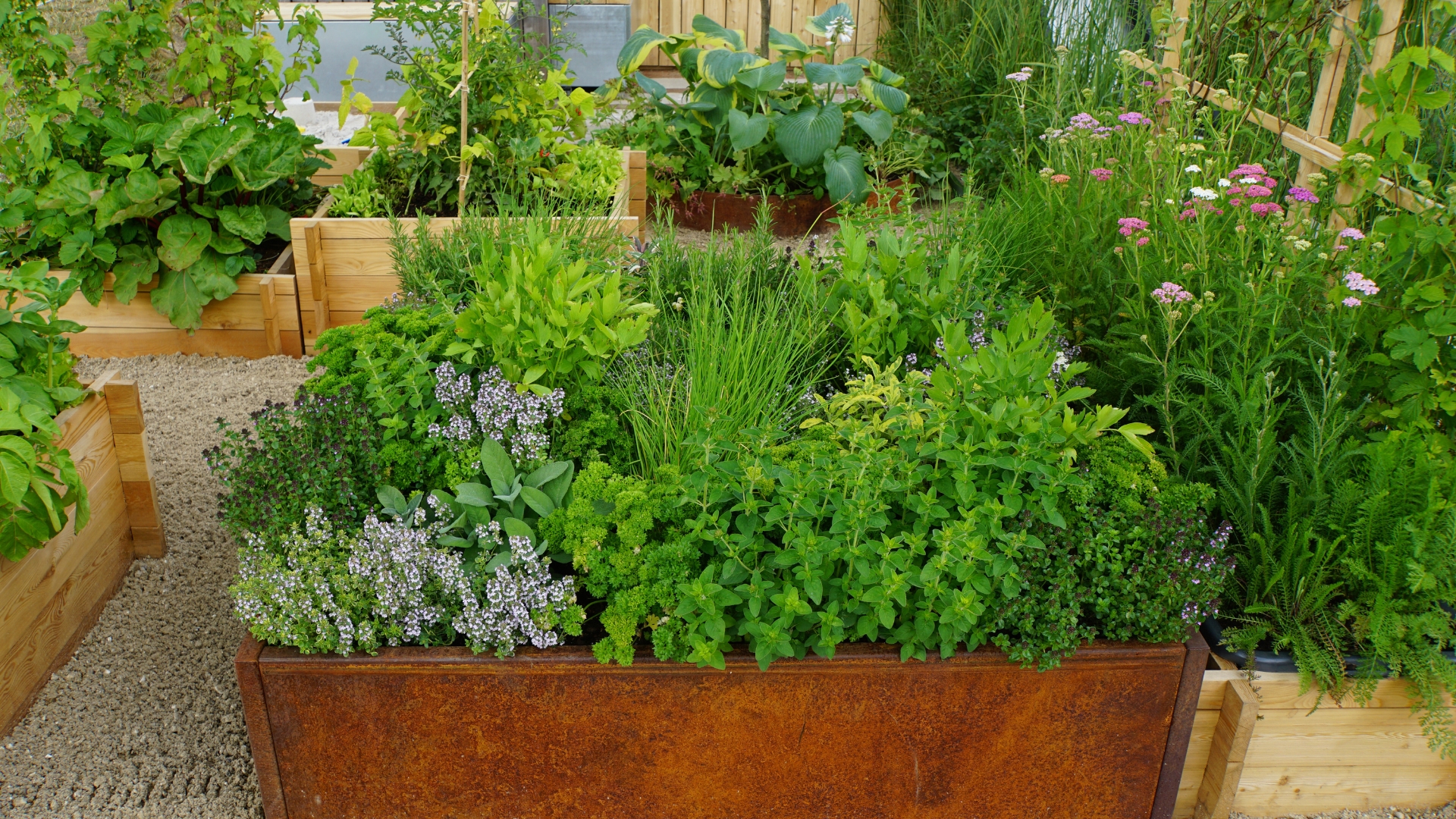 herb garden in raised bed