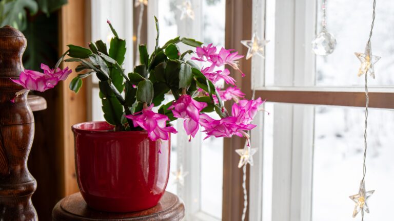 Cultivar belonging to the Schlumbergera Truncata Group called Christmas cactus or Thanksgiving cactus.