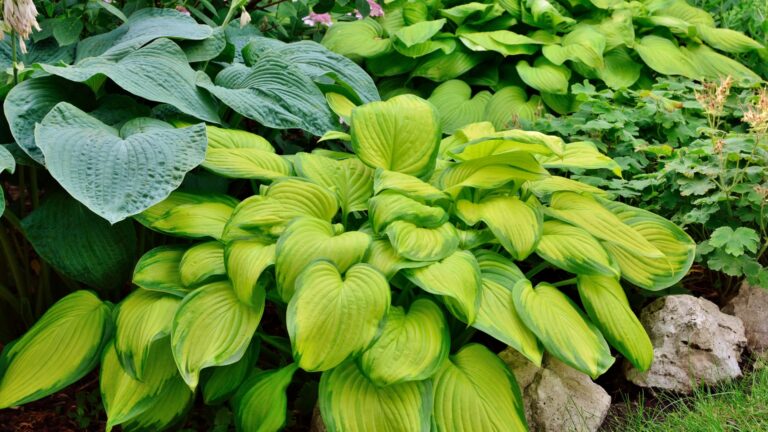 Hosta with green and yellow leaves variety Stained Glass in the garden in summer closeup.
