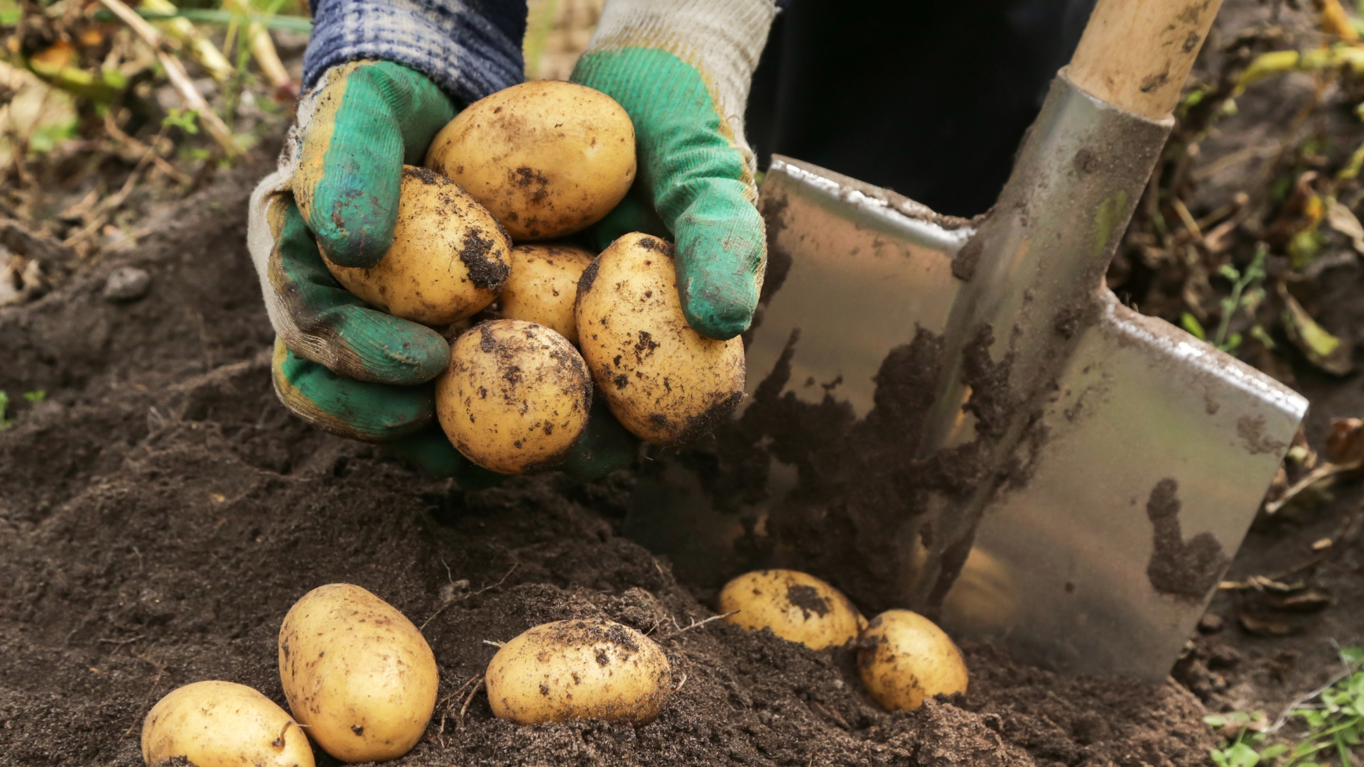 20 Innovative Techniques for Planting Potatoes