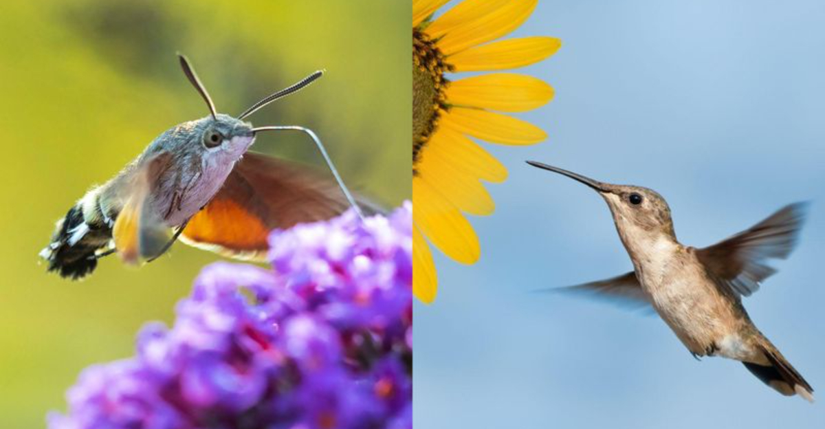 20 Interesting Facts About Hummingbird Moths