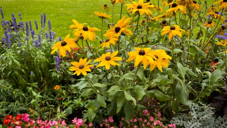 Vibrant Yellow Black-Eyed Susans in a Summer Flower Bed