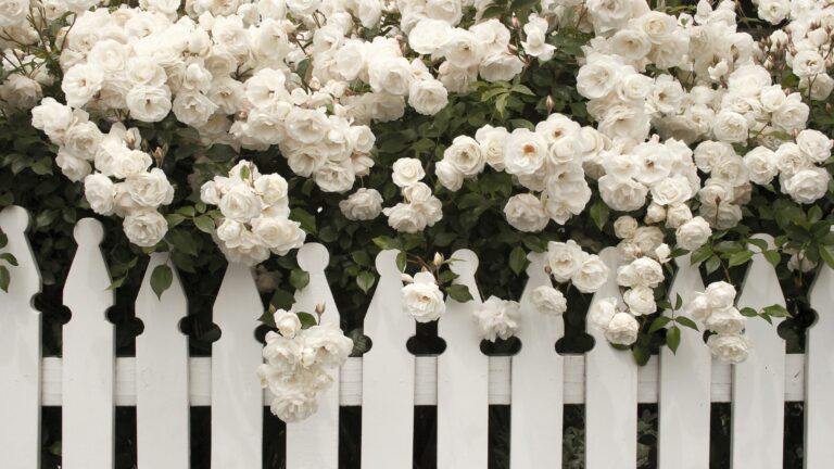 white rose/ rose/ white rose with white fence