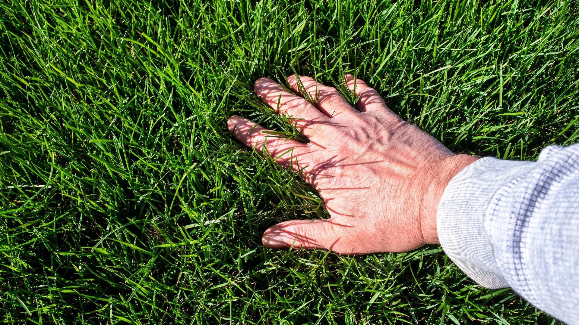 Man inspecting lush green grass lawn.