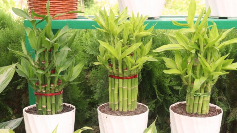 bamboo plants in pots