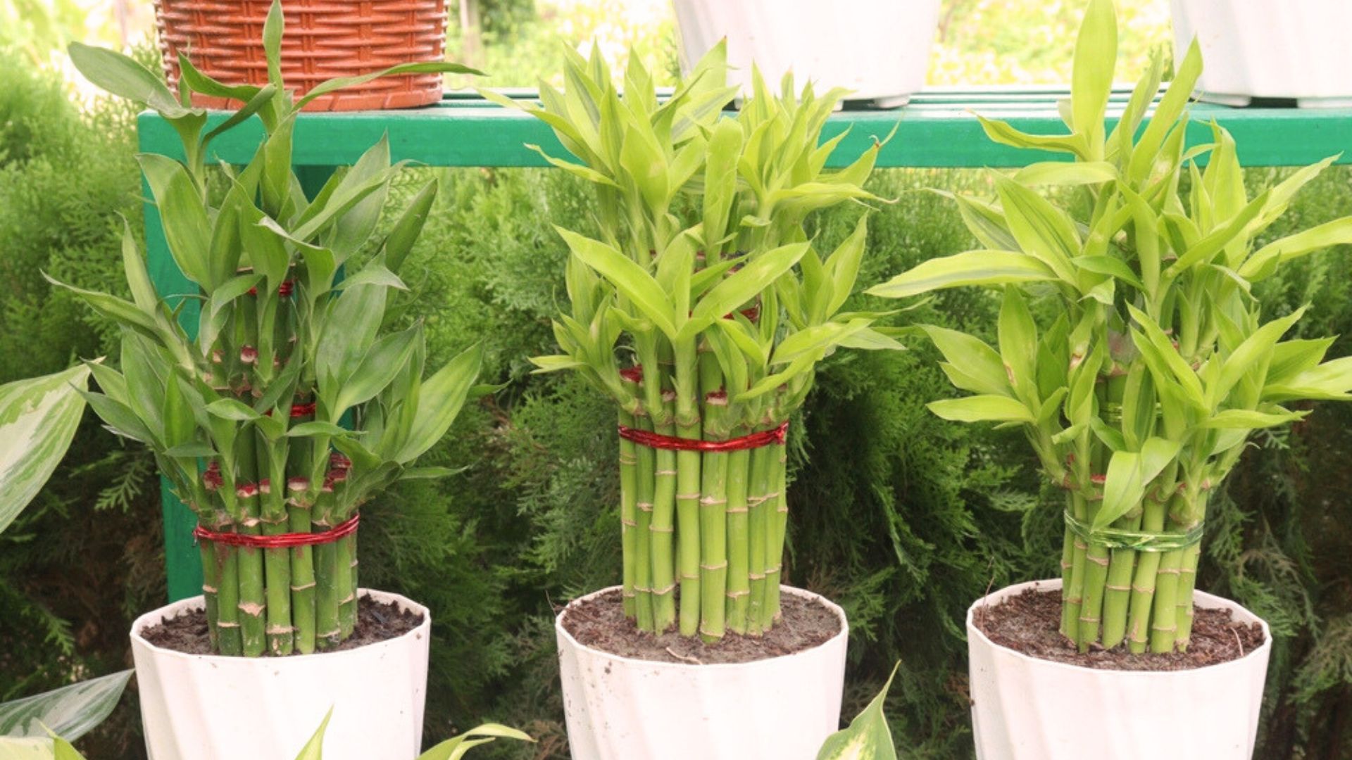 20 Lucky Bamboo Plant Care Tips