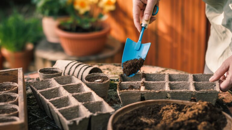 Farmer putting peat and compost into biodegradable paper seedling tray.