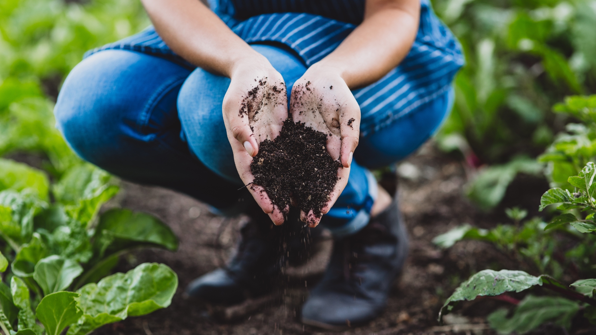 Various natural ingredients like compost, bone meal, and fish emulsion, displayed next to healthy grass, showcasing nutrient-rich options for lawn care