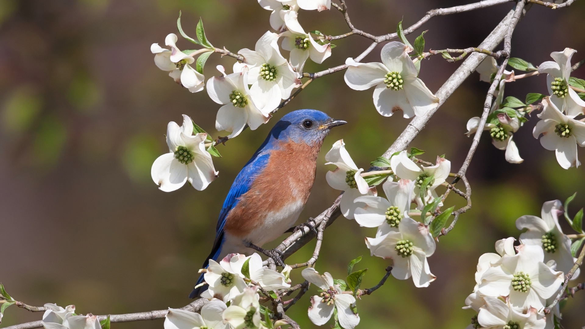 20 Plants That Attract Beautiful Bluebirds to Your Yard