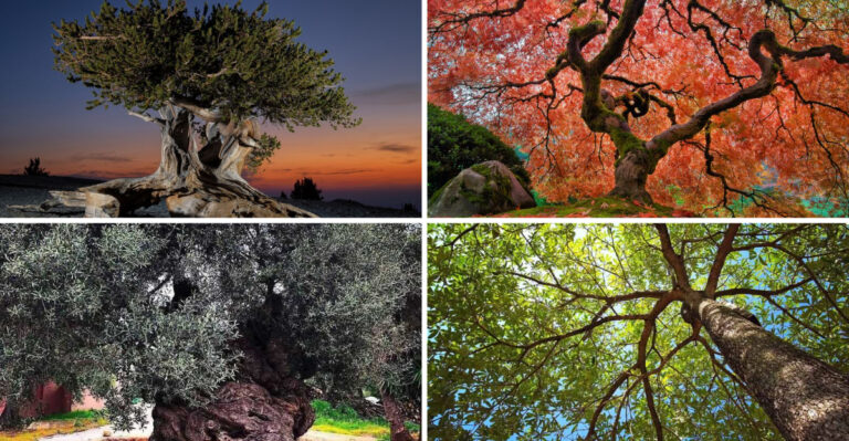 20 Plants That Can Thrive For Decades