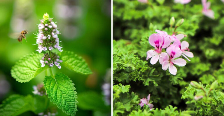 20 Plants That Naturally Repel Mosquitoes