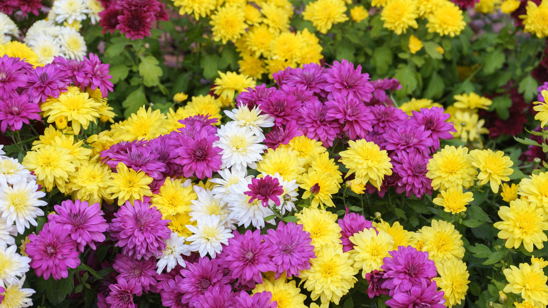 Mix of fresh bright blooming various color chrysanthemums bushes in autumn garden outside in sunny day.