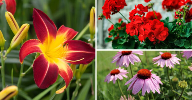 22 Plants That Will Grow Almost Anywhere