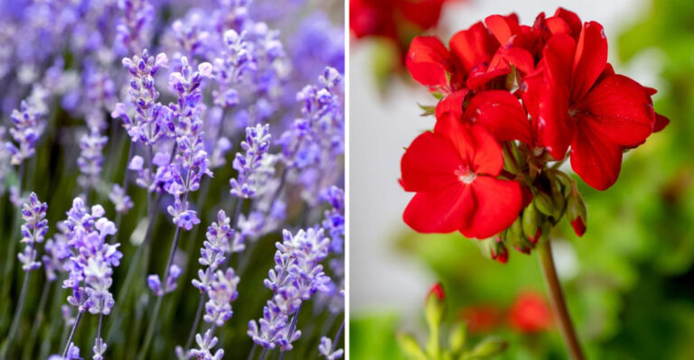 20 Plants To Make Your Balcony Smell Nice