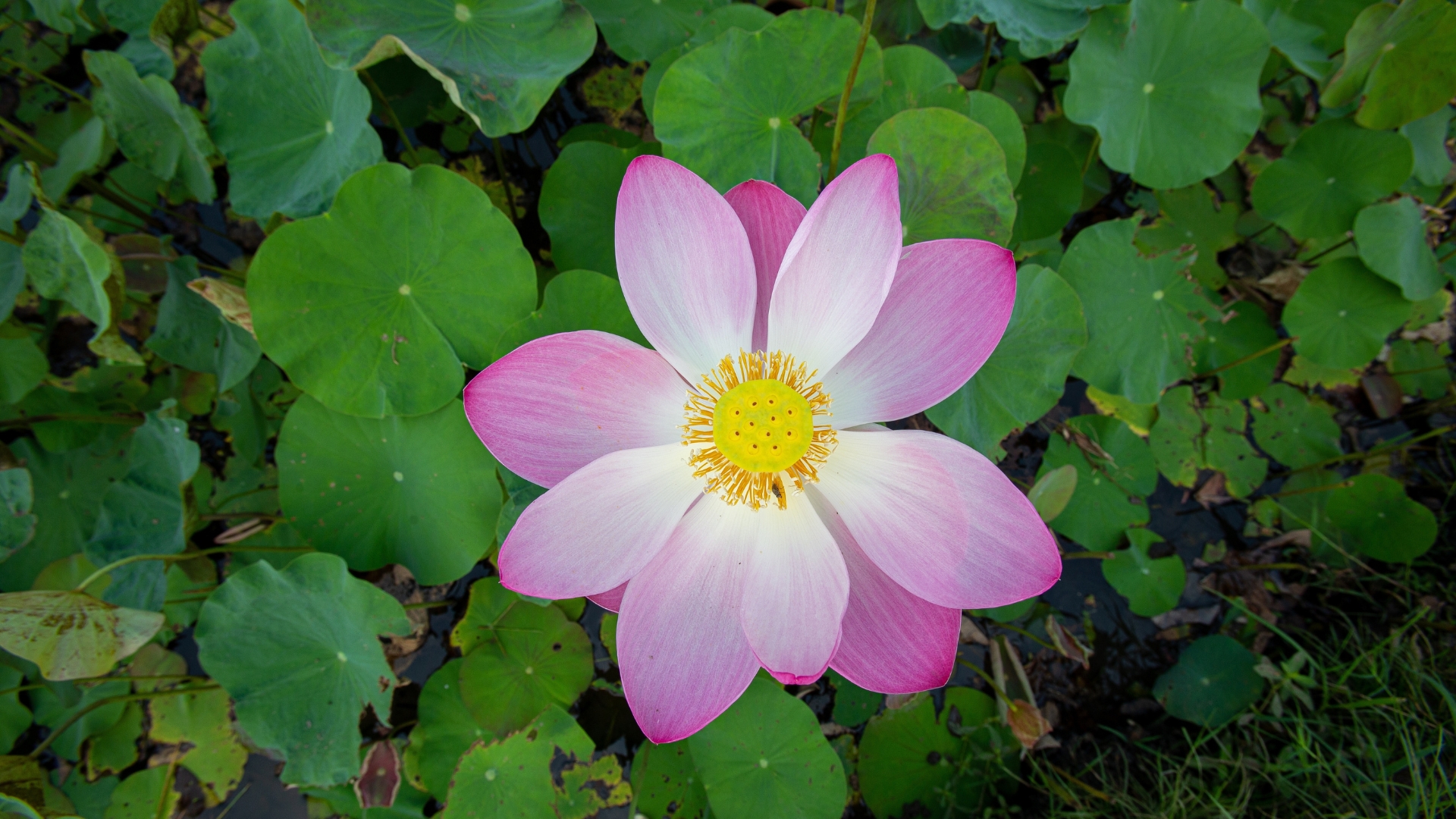 20 Plants With Religious Significance To Different Faiths