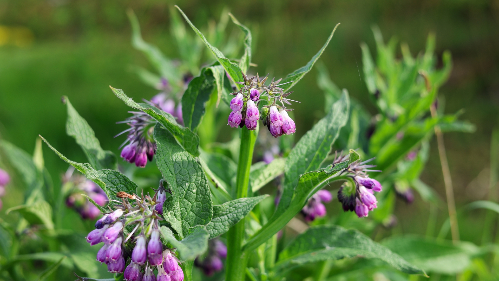 Portrait Herdibal Comfrey Herb, Symphytum officinale in the wild, which is a perennial flowering plant in the family Boraginaceae