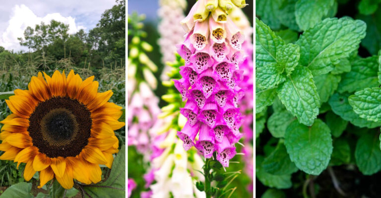 20 Plants You Should Never Grow Next To Roses