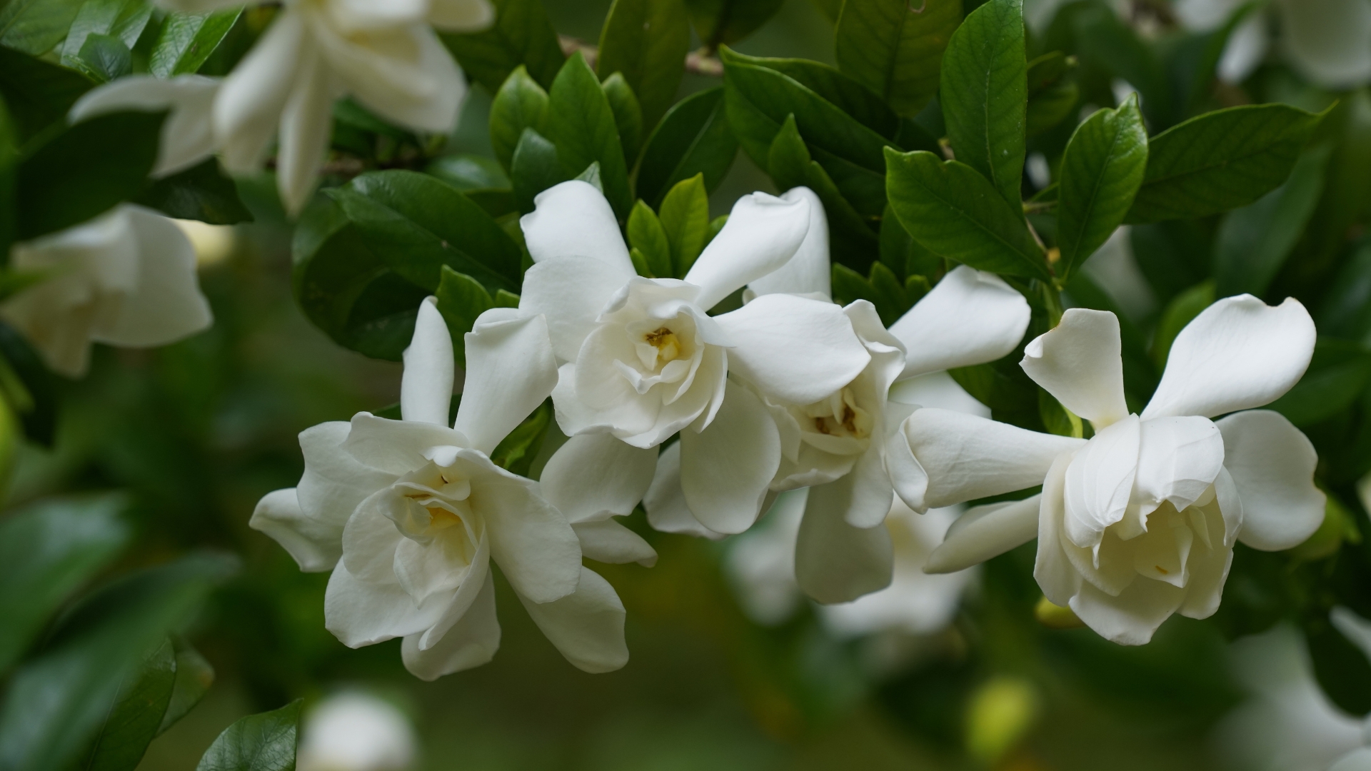 20 Prettiest White Flowering Shrubs to Grow