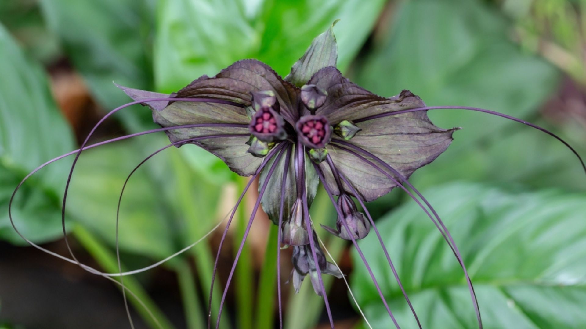 a bat flower