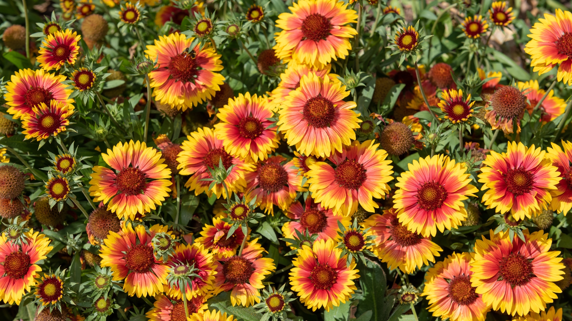 Close up of blanket flowers (gallardia x grandiflora) in bloom