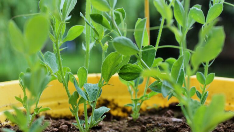 Sweet Peas in pot