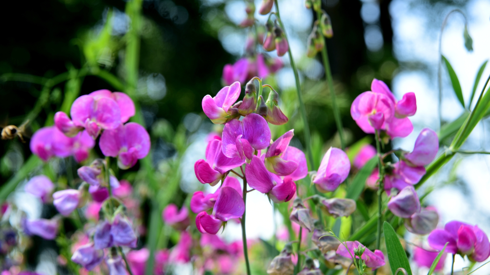 20 Reasons Why Your Sweet Peas Aren’t Flowering – And What You Can Do To Fix It