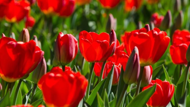 close-up of blooming red tulips. tulip flowers with deep red petals.