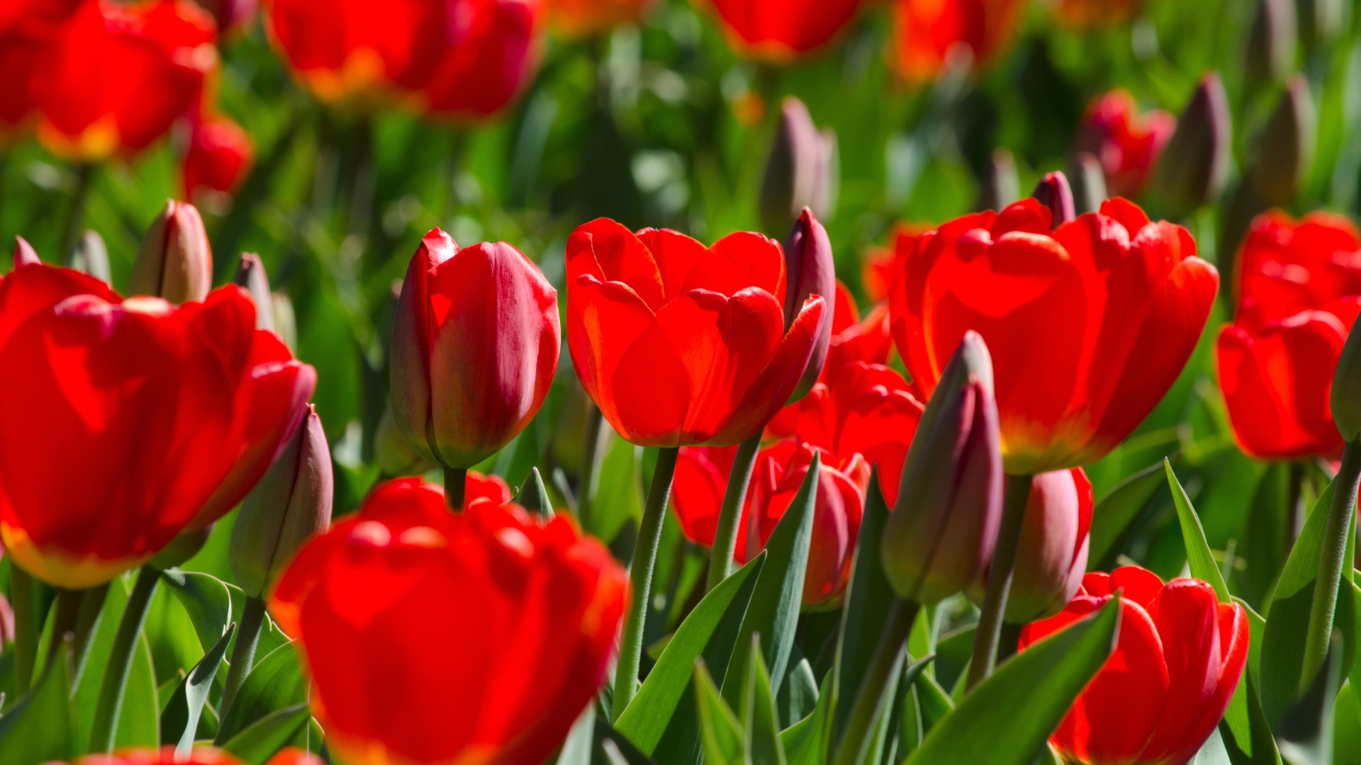 20 Red Flowers To Plant In The Year Of The Snake For Good Luck